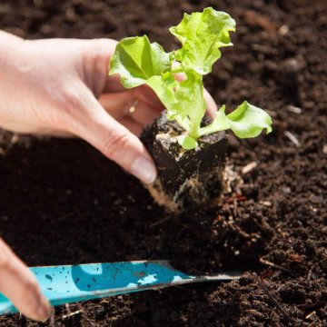 One hand planting lettuce while the other holds a trowel