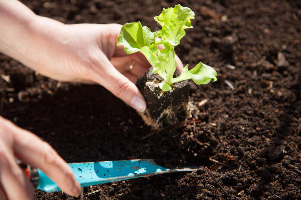 One hand planting lettuce while the other holds a trowel