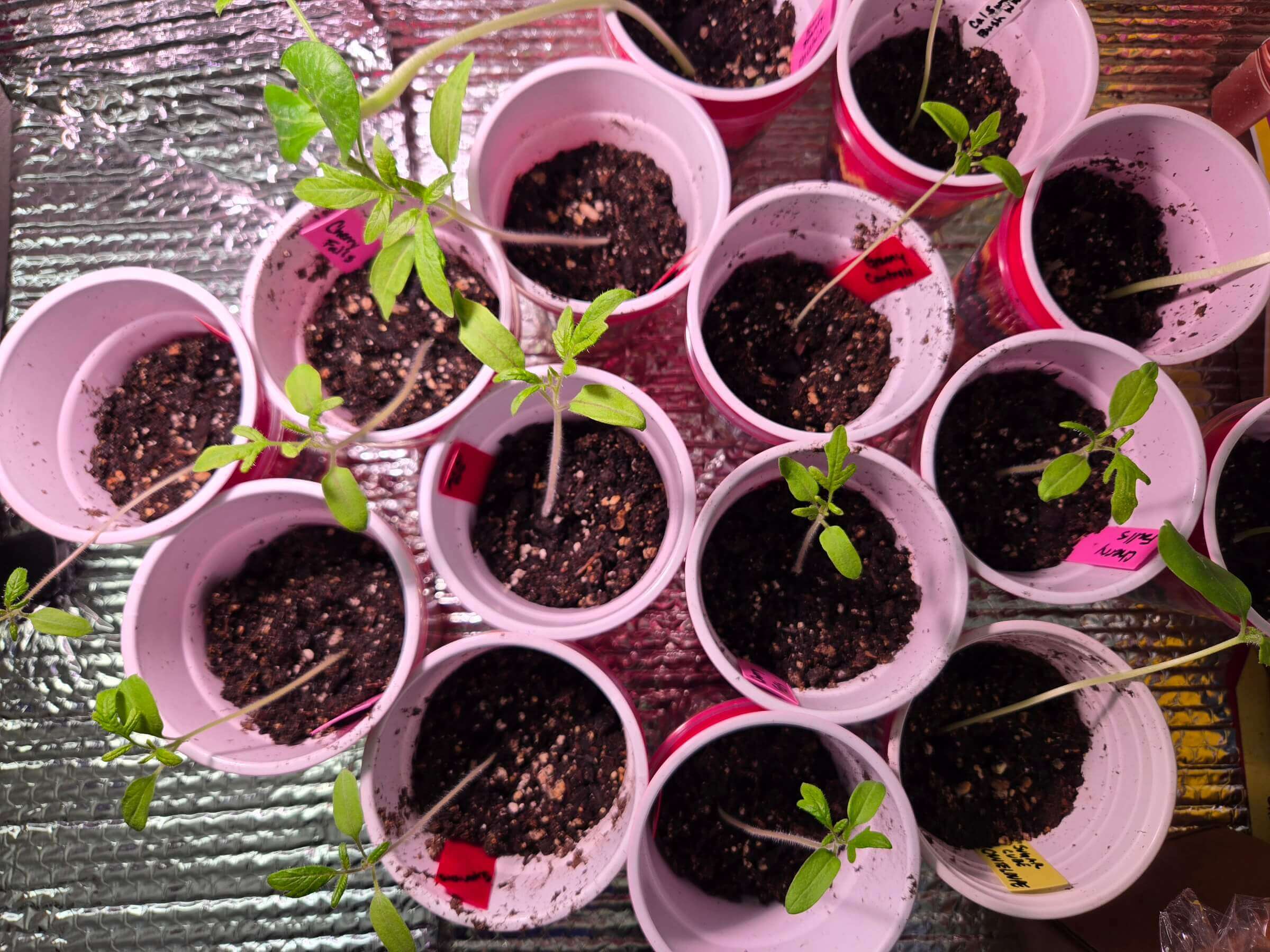 Seedlings in red plastic party cups with a silver background